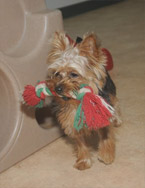 Yorkie